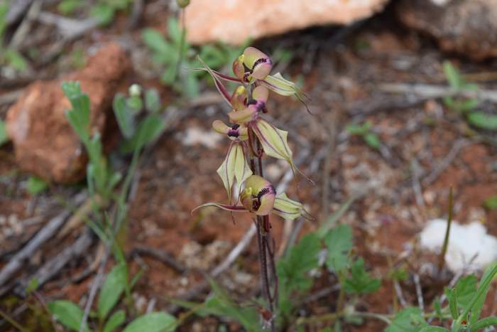 Caladenia cristata - Crested Spider Orchid-Sep-2018p0014.JPG